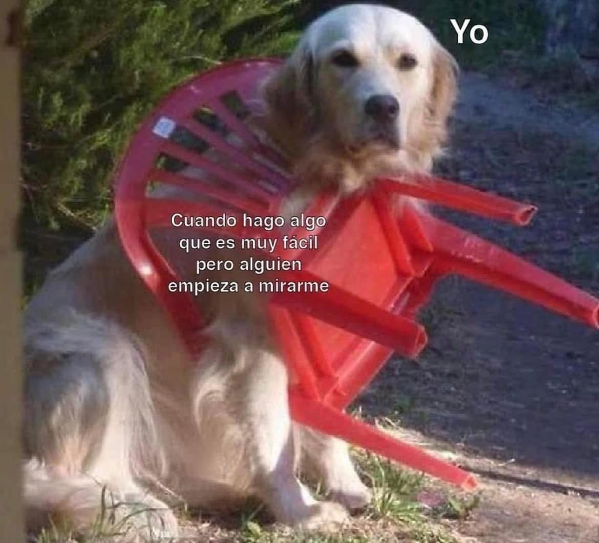 DiloConPerritos's tweet photo. https://t.co/irKKJqYKXr
