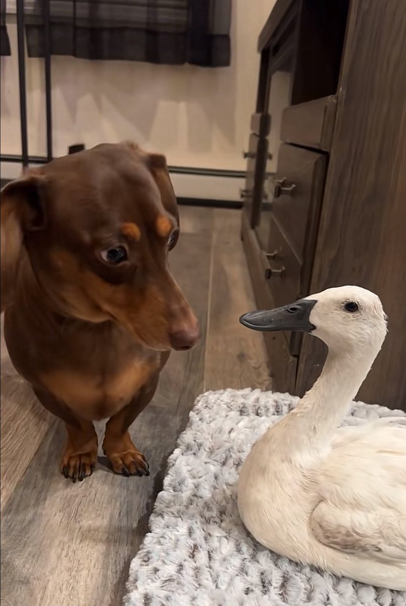 Meesmindrr tweet media