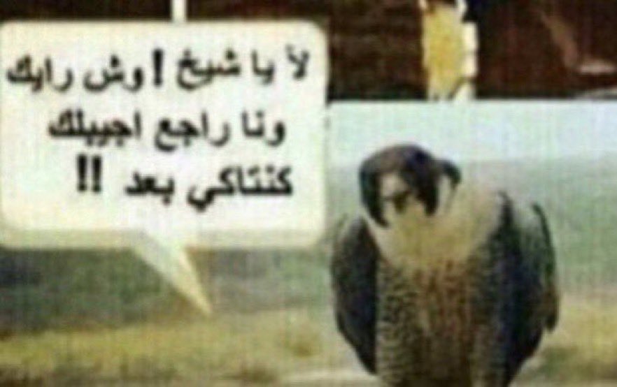 Lunsat | لونسات tweet media