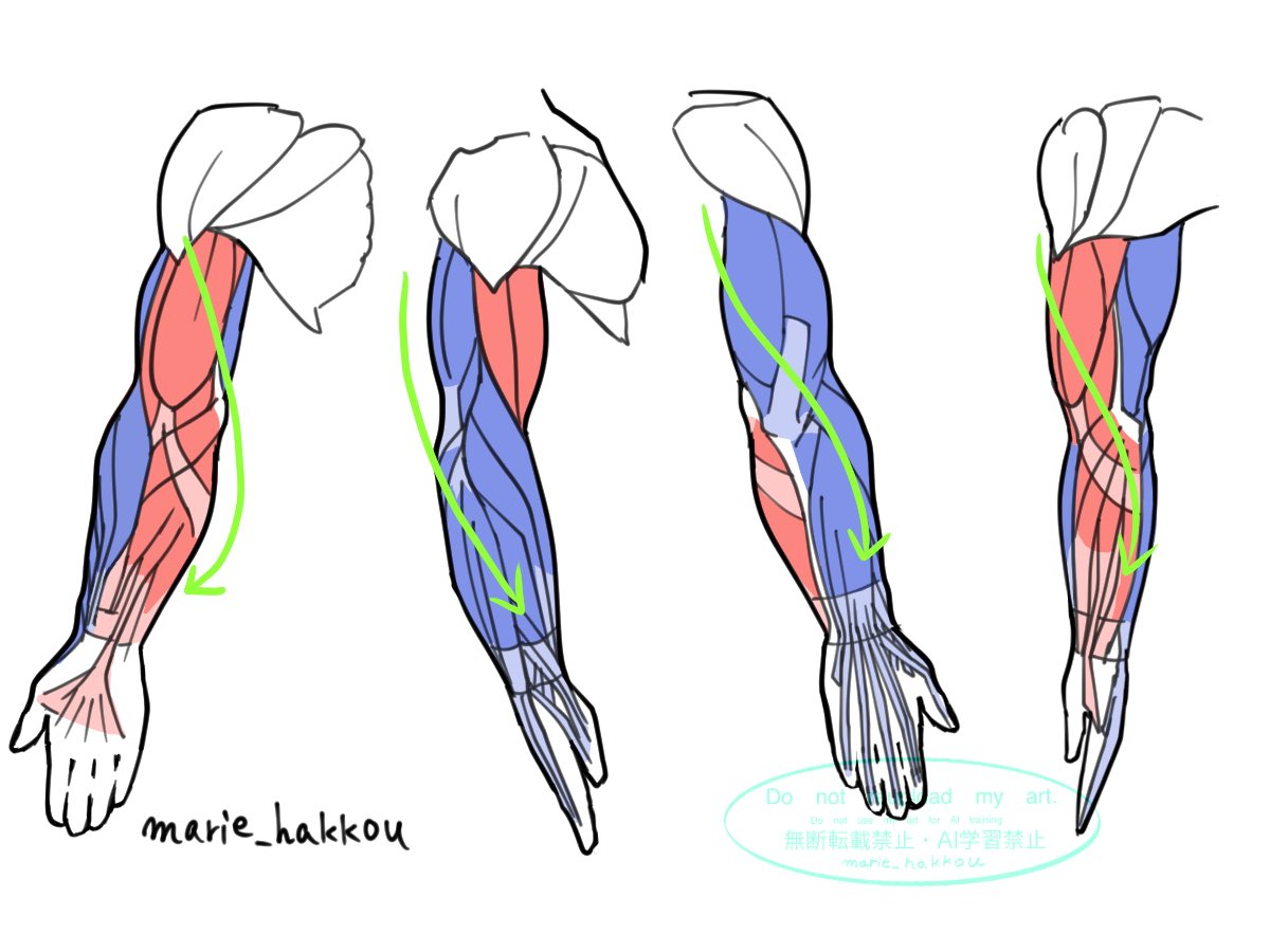 朝活で腕の筋肉について勉強です
赤⇨屈筋
青⇨伸筋