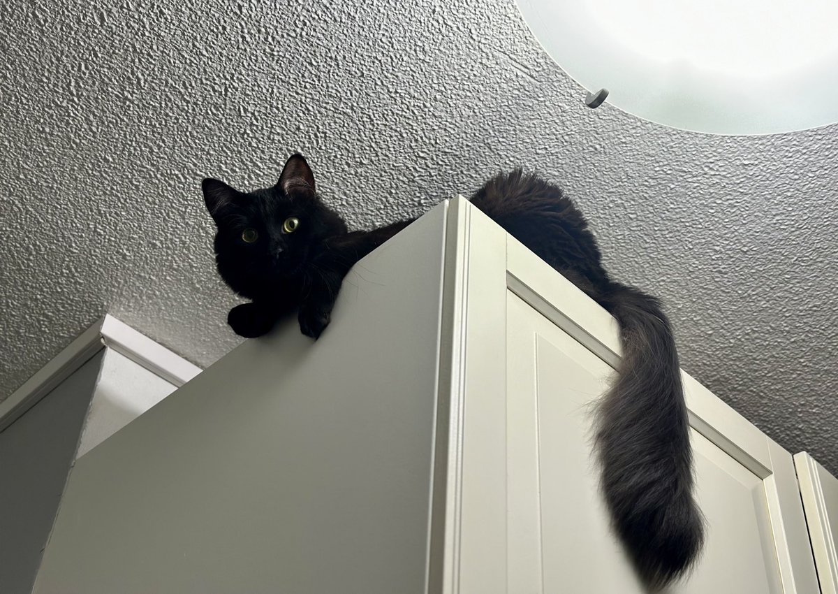 queen in the north tweet media