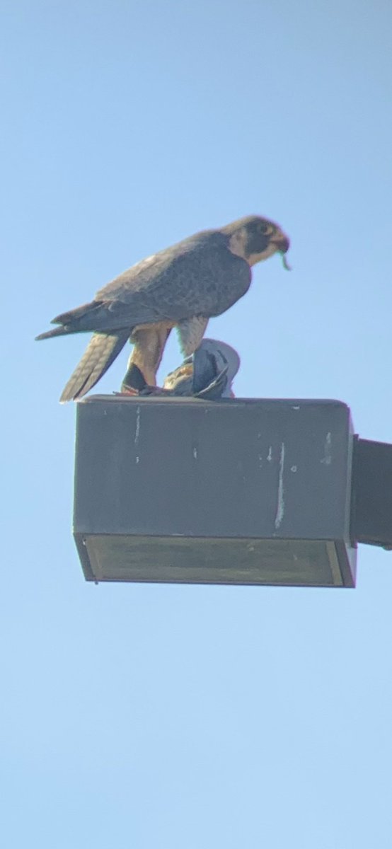 Vital Vegas tweet media