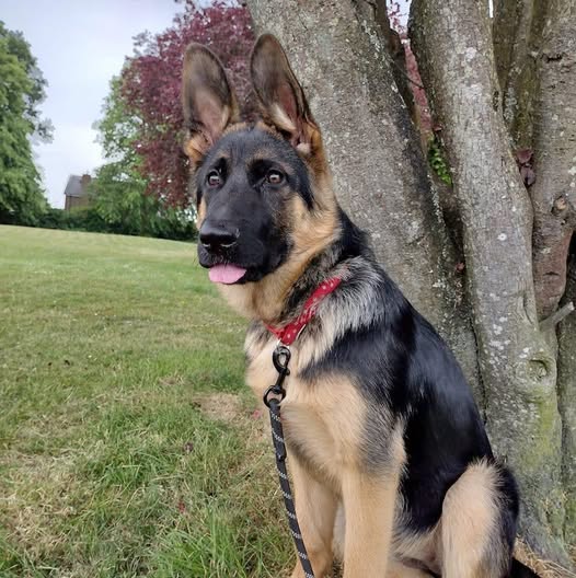 The Animal Team tweet media