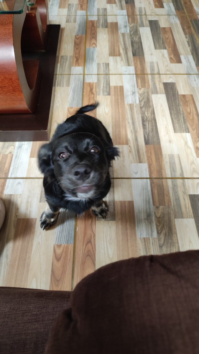MOLLY SIGUE EN ADOPCIÓN 🐾
Nadie llama o escribe por ella pero mantenemos la esperanza. Molly tiene 5m, está desparasitada y vacunada. Es amorosa y de raza pequeña. Se lleva bien con perritos y gatitos, se entregará con compromiso de esterilización. Info al 993350175 🇵🇪 RT 🙏