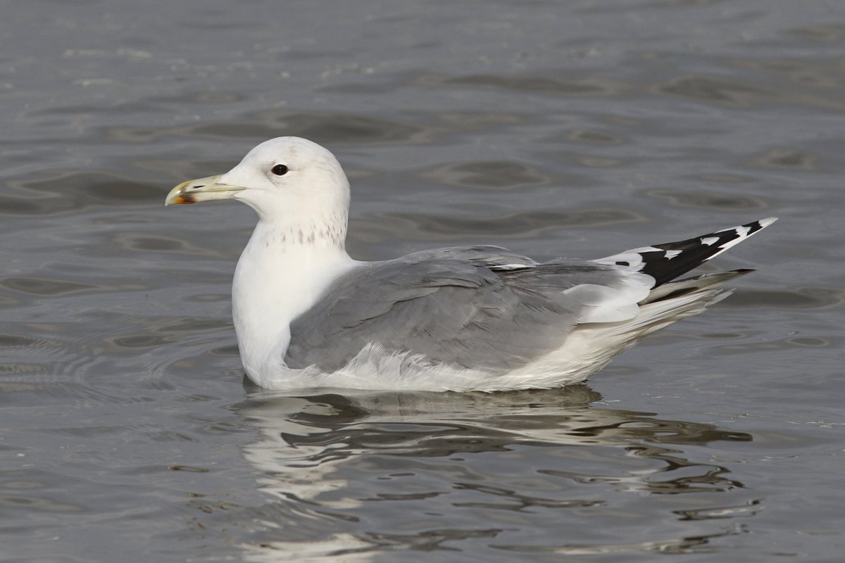 adult Caspian Gull at Greenhaven Drive, Thamesmead this a'noon. First one of the year here and a different adult to that in November and December. Nice views and good light too! #londonbirds