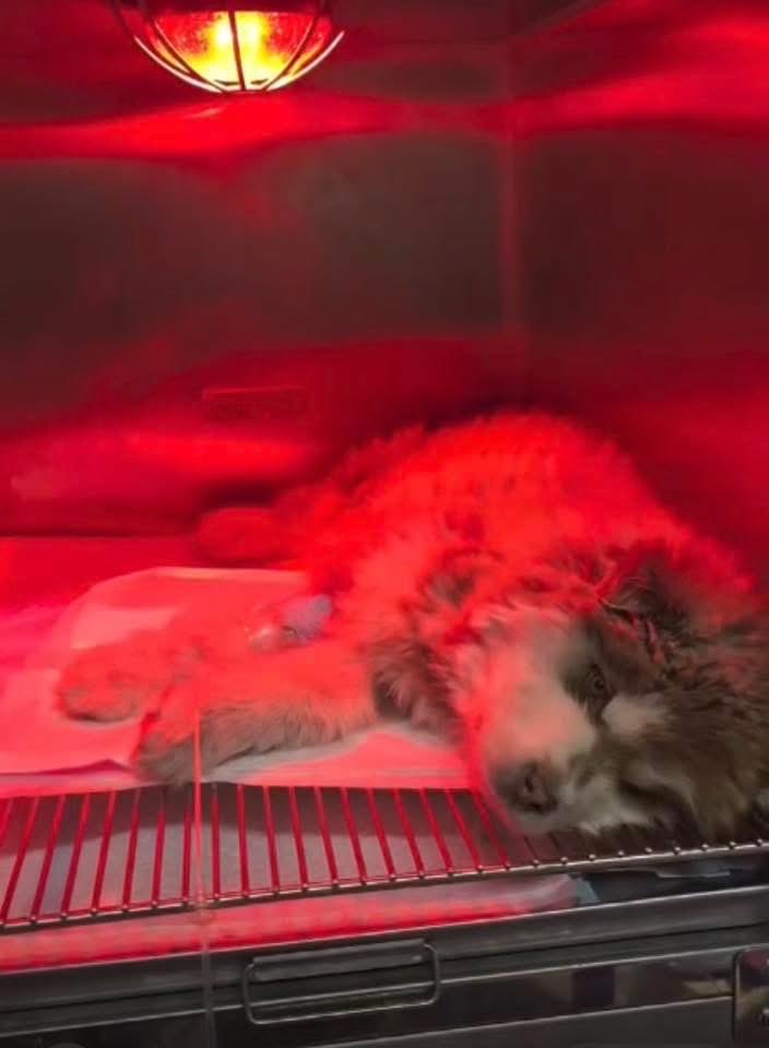 Malamutemattersuk tweet media