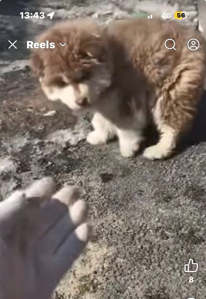Malamutemattersuk tweet media