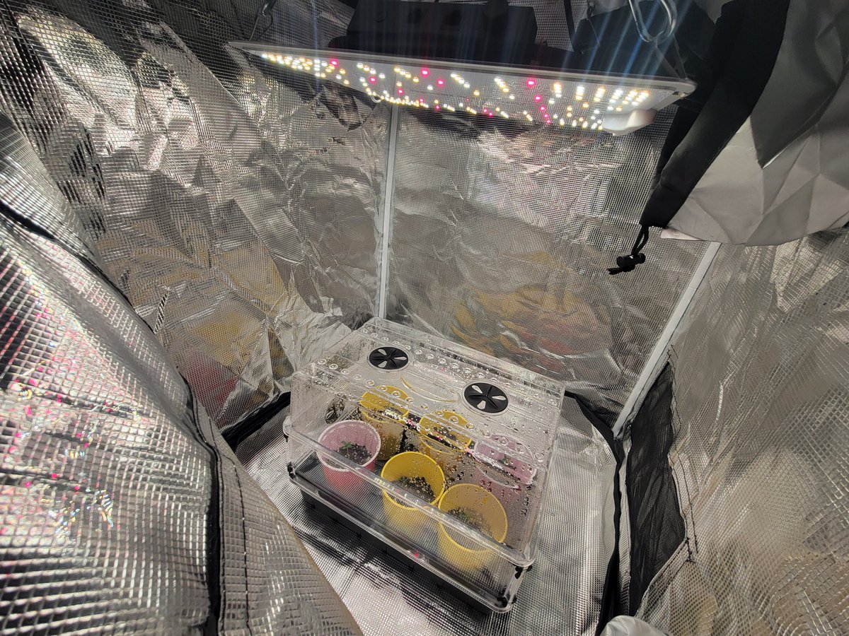 Day 2 and 6/6 have popped and off to the races 🚀 
<a href="/FTStashPodcast/">From The Stash</a> x <a href="/SwankGenetics/">Swank Genetics</a> 
Frosted Socks
First run of regs after 2.5 yrs of fems, I'll take and flower clones to sex them when they get bigger 💚
Here we grow!