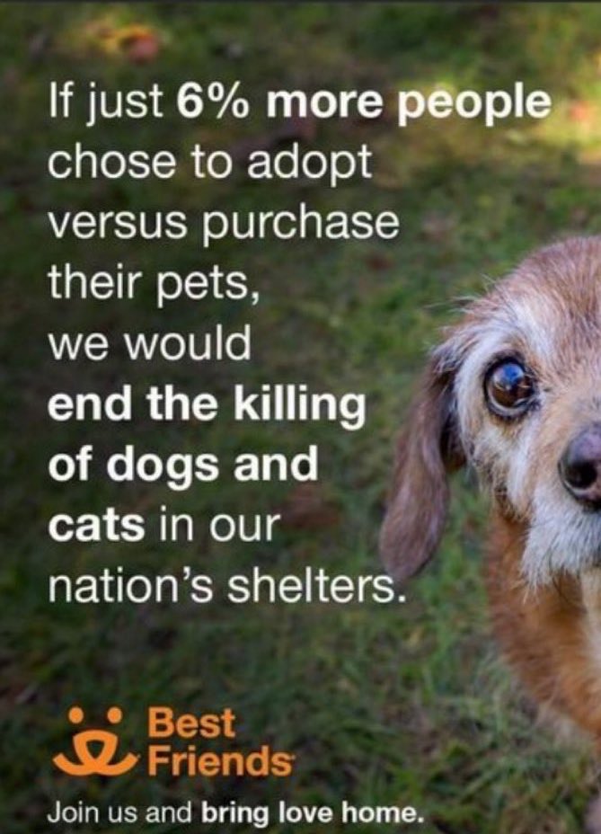 Wynjym's tweet image. ‼️VOTE/PASS #SARA STOP DEPRAVED #KILLING‼️#EVIL
IS @NYCACC👹#NYC THIS IS OBSCENE &amp;amp; BARBARIC👹
SWEET #HONEY HAD A #RESCUE/#PLEDGES &amp;amp; WORKING
TO GET A #FOSTER
#MURDERED IN COLD BLOOD…#EVIL❌@NYSenate
@GovKathyHochul @NYCMayor @NYCCouncil @donnalupardo @SpeakerMenin @NYCHealthCommr