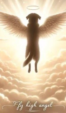 Wynjym's tweet image. ‼️VOTE/PASS #SARA STOP DEPRAVED #KILLING‼️#EVIL
IS @NYCACC👹#NYC THIS IS OBSCENE &amp;amp; BARBARIC👹
SWEET #HONEY HAD A #RESCUE/#PLEDGES &amp;amp; WORKING
TO GET A #FOSTER
#MURDERED IN COLD BLOOD…#EVIL❌@NYSenate
@GovKathyHochul @NYCMayor @NYCCouncil @donnalupardo @SpeakerMenin @NYCHealthCommr