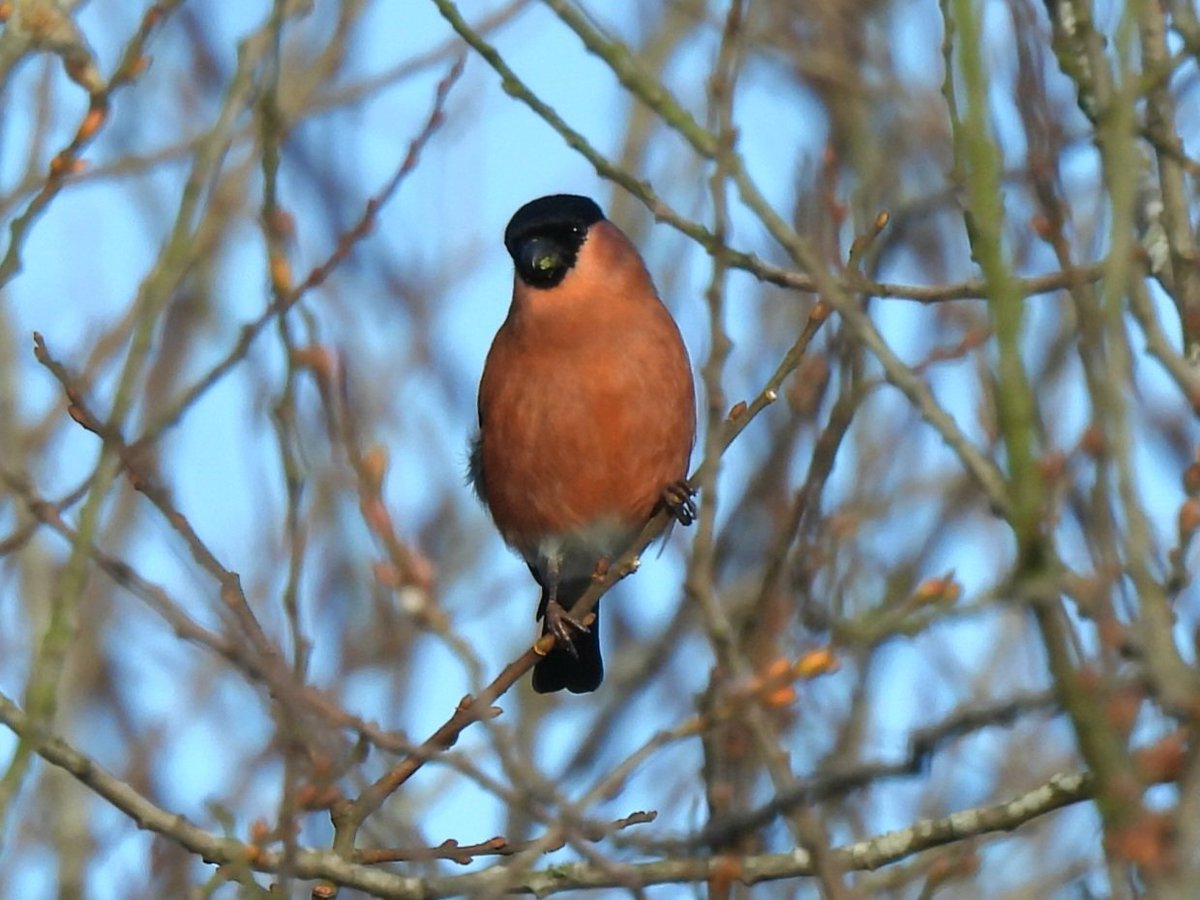 1 of 2 Bullfinch on Beeston Common today both were males
