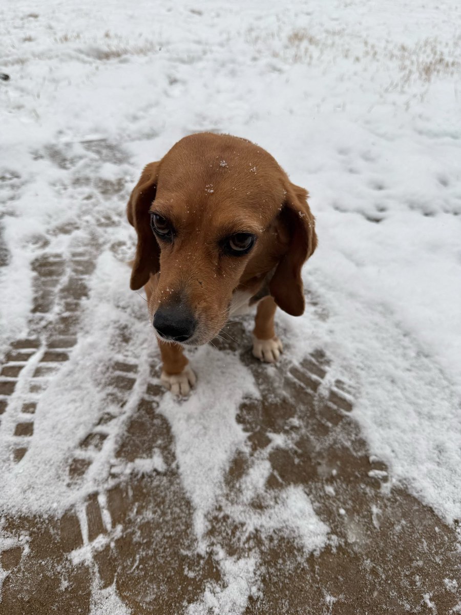 Wut is dis cold wet stuff on da ground? I do not like. -Mia