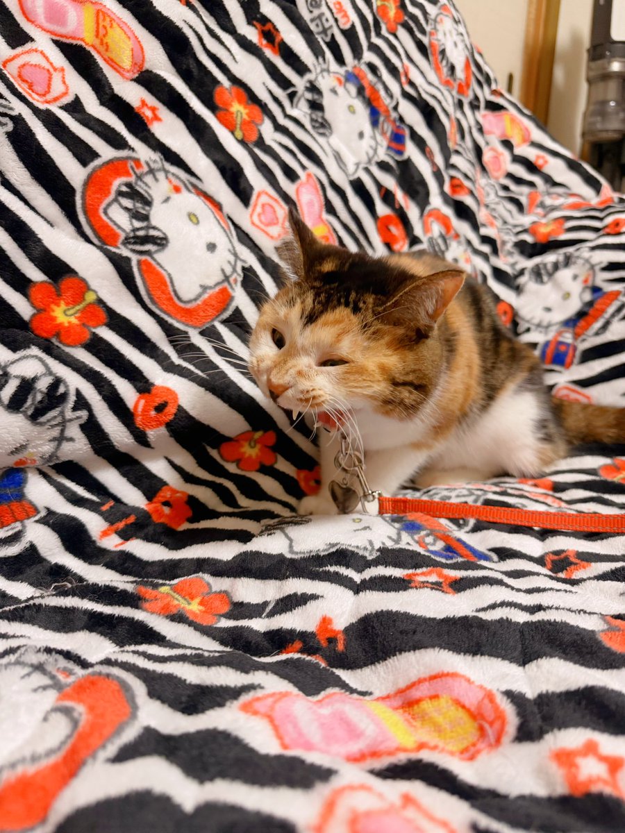 Post by あめちゃん🐱 on X: 🐱