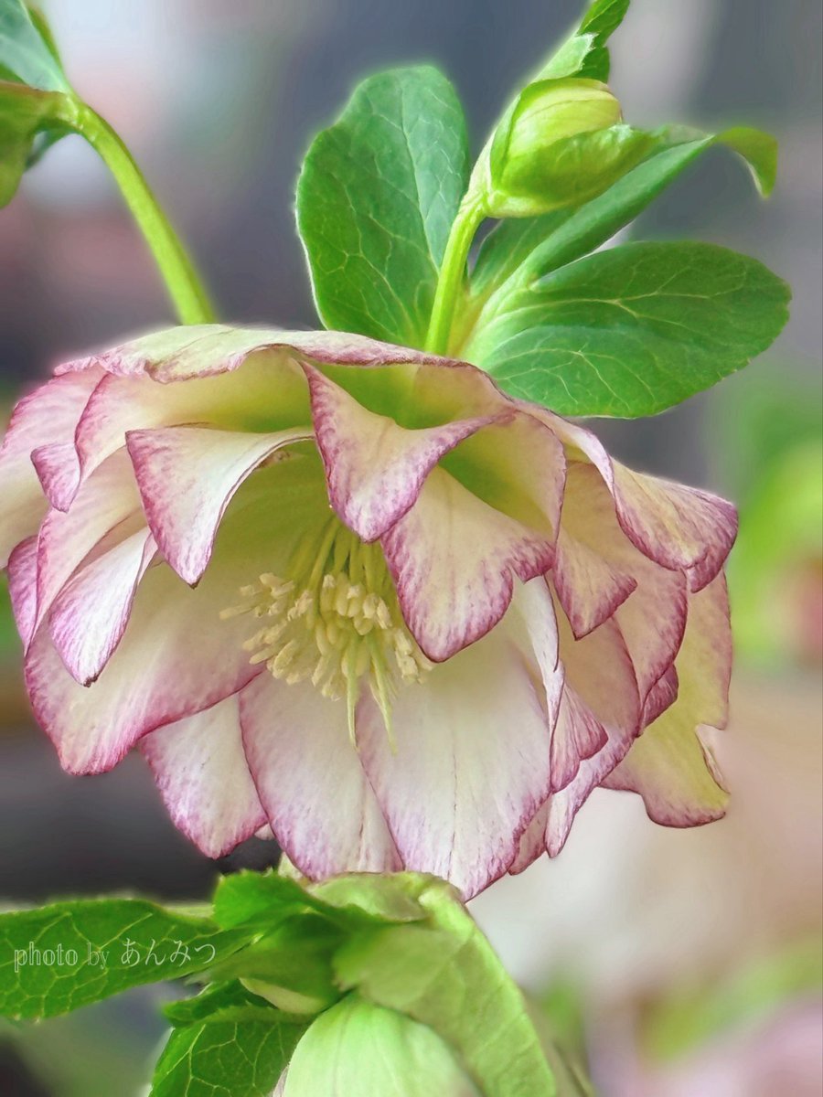 おはようございます♡
                                 #ｸﾘｽﾏｽﾛｰｽﾞ
2月も
よろしくお願いしますꕤ︎︎·͜·