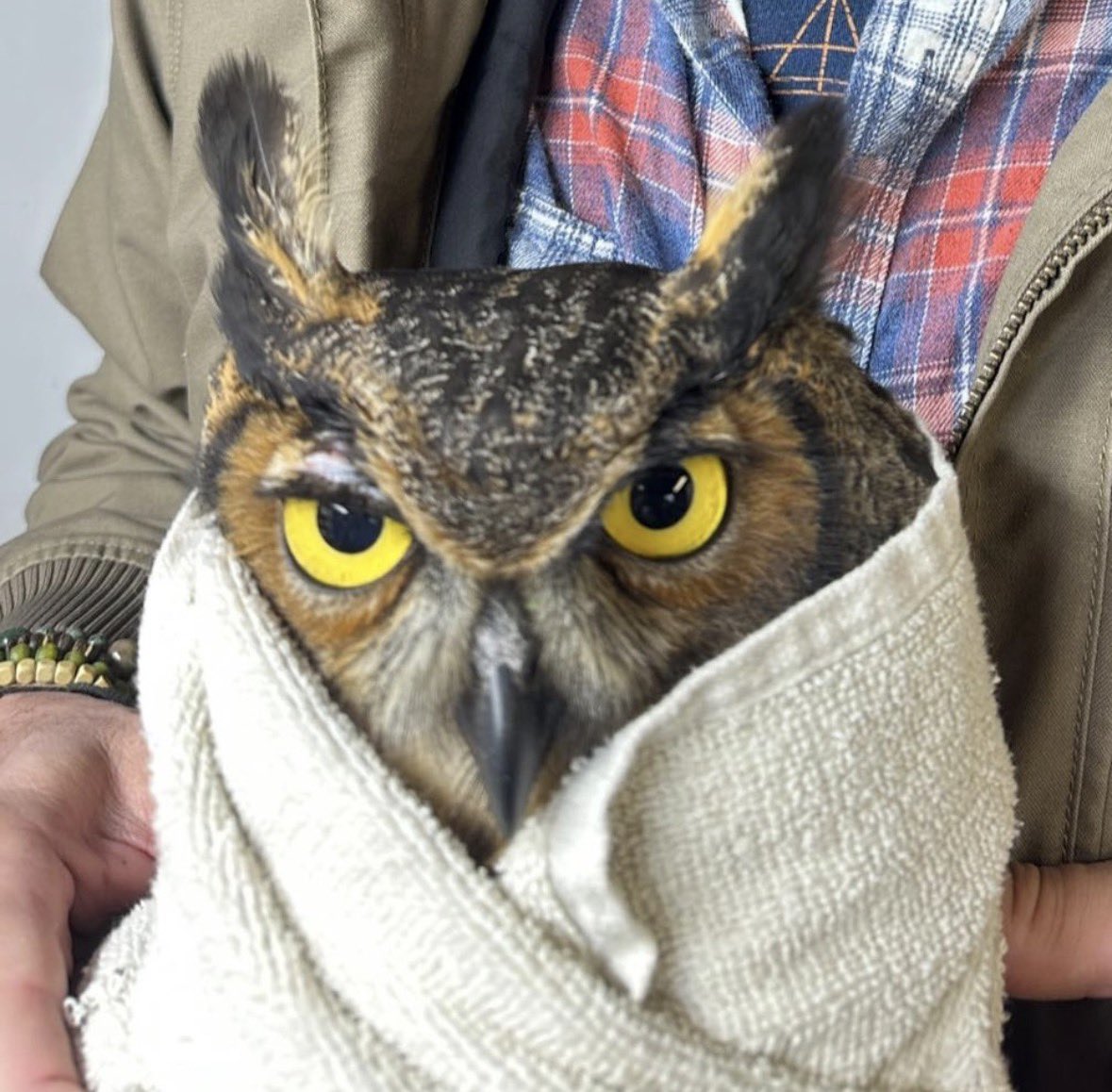 SavosAndSavos's tweet image. As snug as an owl in a towel
