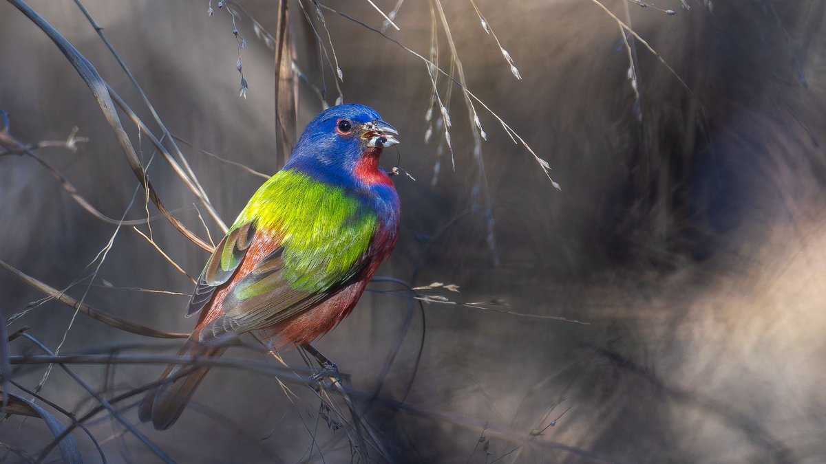cphamner's tweet photo. @ABCbirds https://t.co/cNLRbR4fJZ