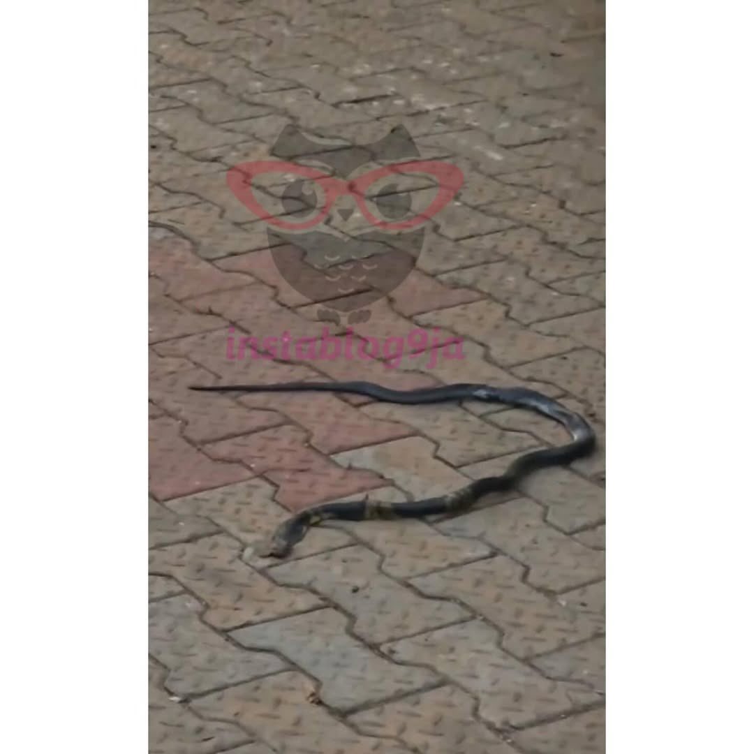 NigeriaStories's tweet image. Sad 😢 💔

Fast-rising Nigerian singer and vocalist Ifunanya, popularly known as Nanyah_music, has reportedly tragically di€d After Snake Bite at Her Home 💔 🐍