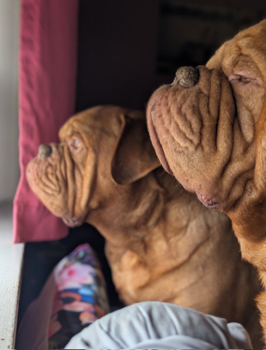 mafia_mastiff's tweet image. The Mastiff Mafia Bubba and Oscar are posted up here in the Pines of Southern Jersey. Going outside entails major traction on ice which the boys are not equipped with and neither are the FedEx drivers 😂 Have a great evening my friends. 🙌🐾🇺🇸🐾 #Profiling @SeanSean252