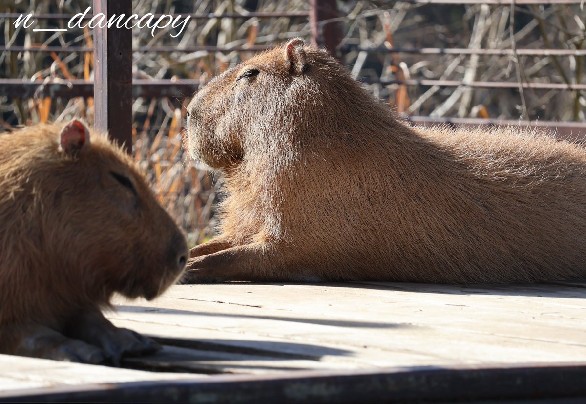 けろけろ (@capyanimal) / Posts / X