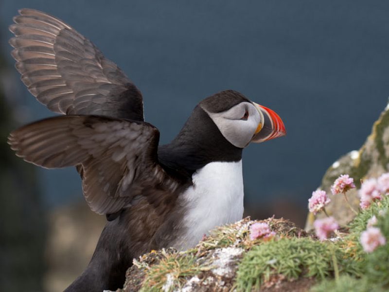 Getting ready to fly #puffins