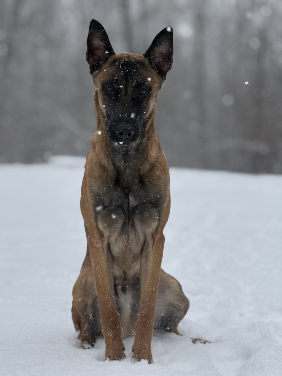 Anthony Cumia tweet media