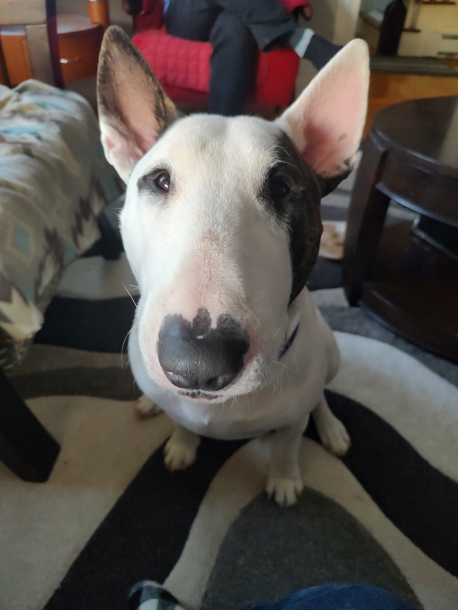 Spike The Rescue Pup & Rex The TV Terrier ®🌈🐾 tweet media