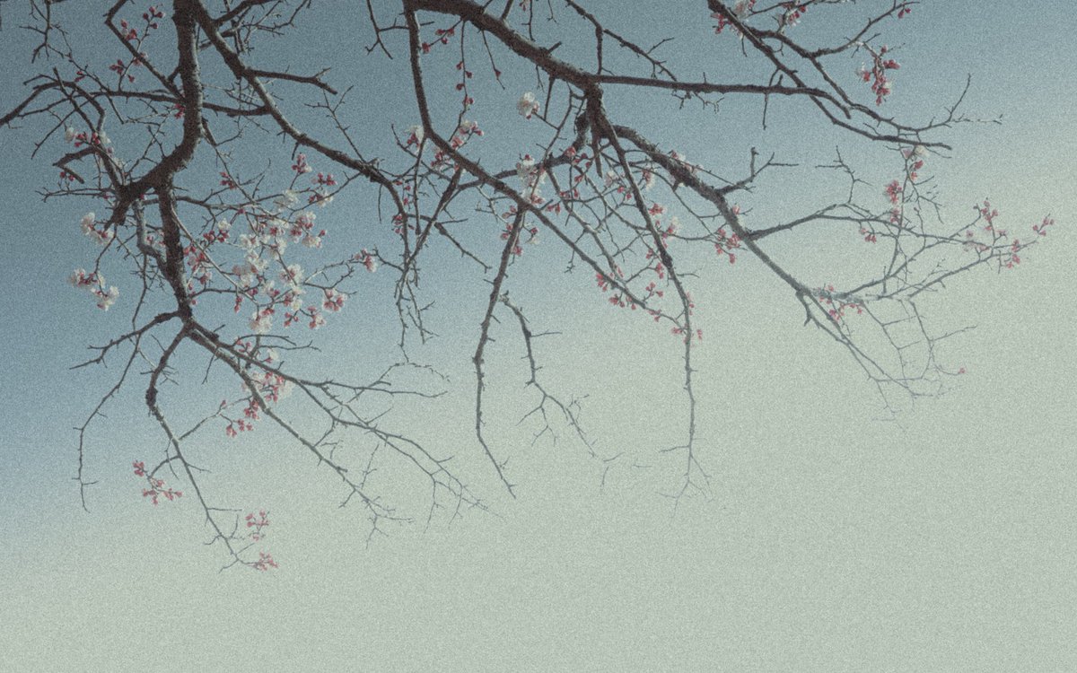y_miura713's tweet photo. 『梅の木』 https://t.co/Q5VwUkw15Y