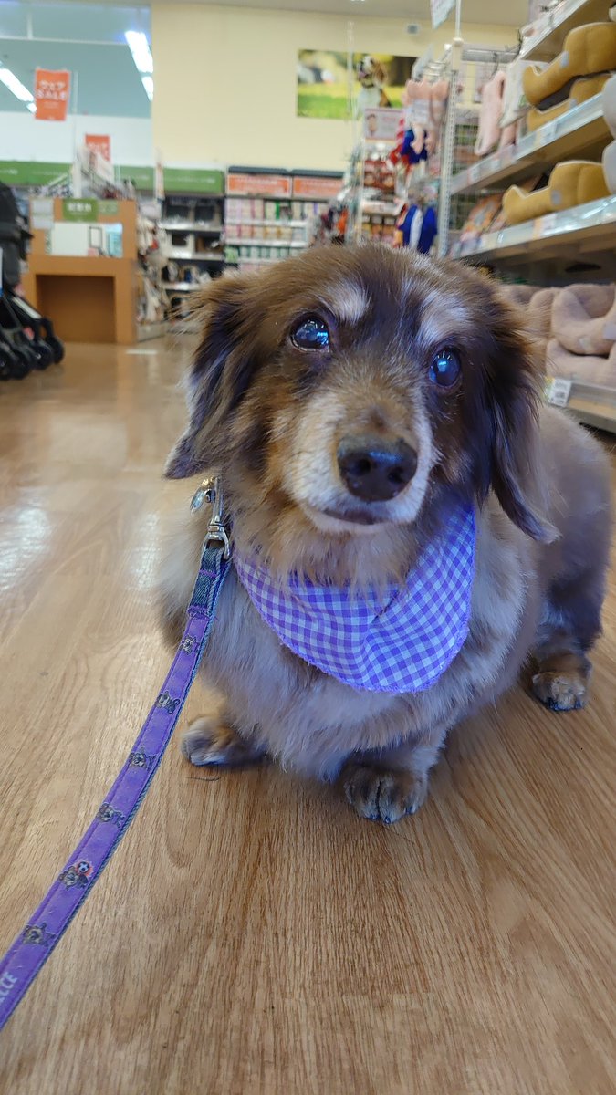 eldorado777kiyo's tweet photo. 皆様おはようございます🌤️
ちょこたんです🐶
今日から2月ですね😊
今月もどうぞ宜しくお願い致します🙇♂️
昨日はPETEMOでトリミング😄
3ヶ月振りにカット&シャンプーで
スッキリ😁
皆様✨️素敵な1日✨️に
なりますように🍀
#ちょこたん #petemo #イオンペット
#トリミング #カット #シャンプー https://t.co/Gj5cwEYxNu