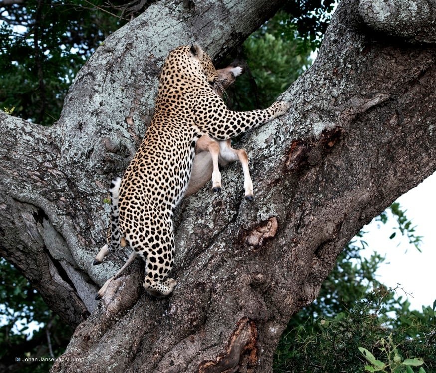 ourwildcats's tweet photo. Leopards are known for remarkable strength, able to lift prey over twice their body weight and carry it into trees to feed safely.  Sometimes, they eat the stomach or organs to lighten the load before hauling it up.

#10AfricanCatSpecies #AfricanLeopard #WildCatsOfAfrica https://t.co/d1d49SJcBM