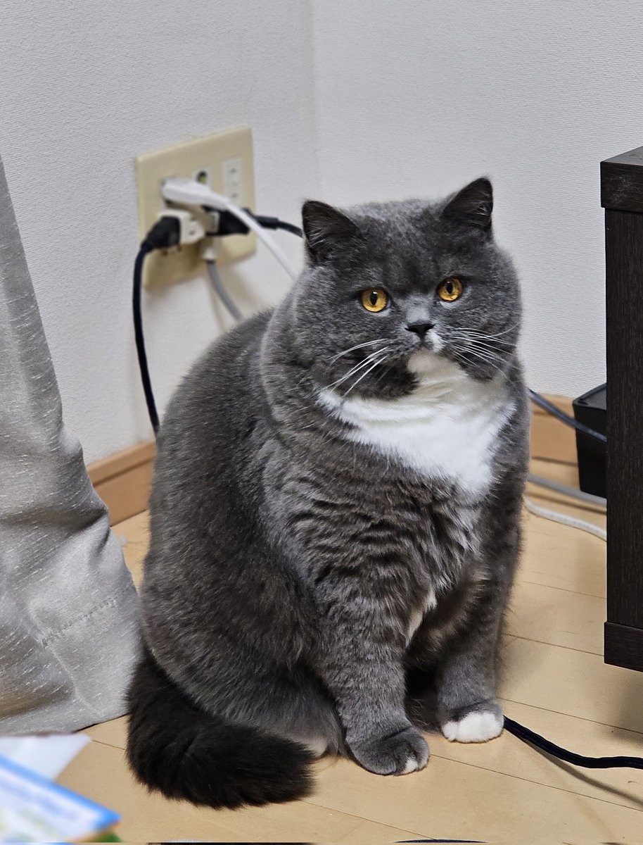 今日のまる。
ふくよかな着ぐるみボディ。
#ブリティッシュショートヘア