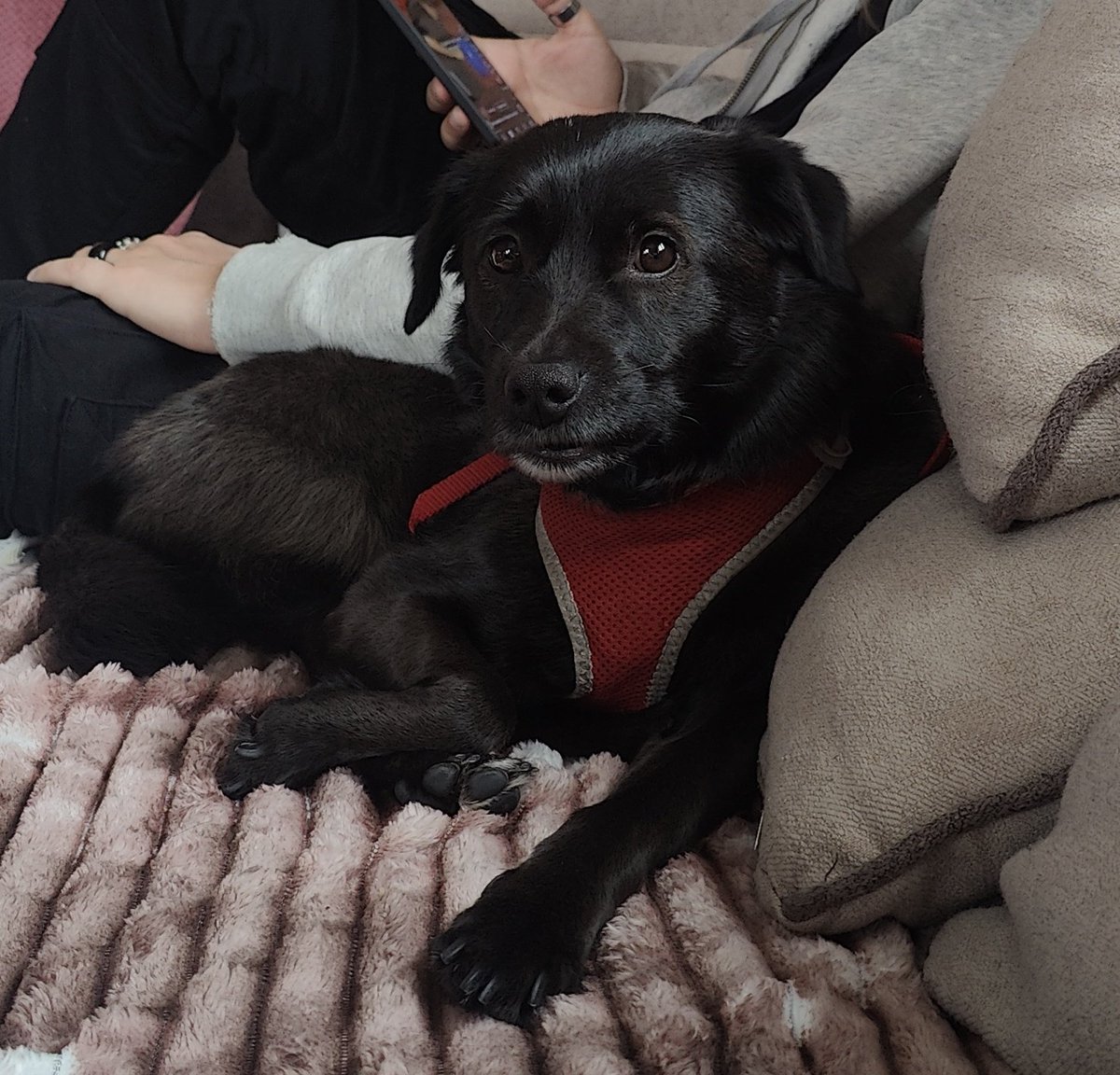 мила и менты tweet media