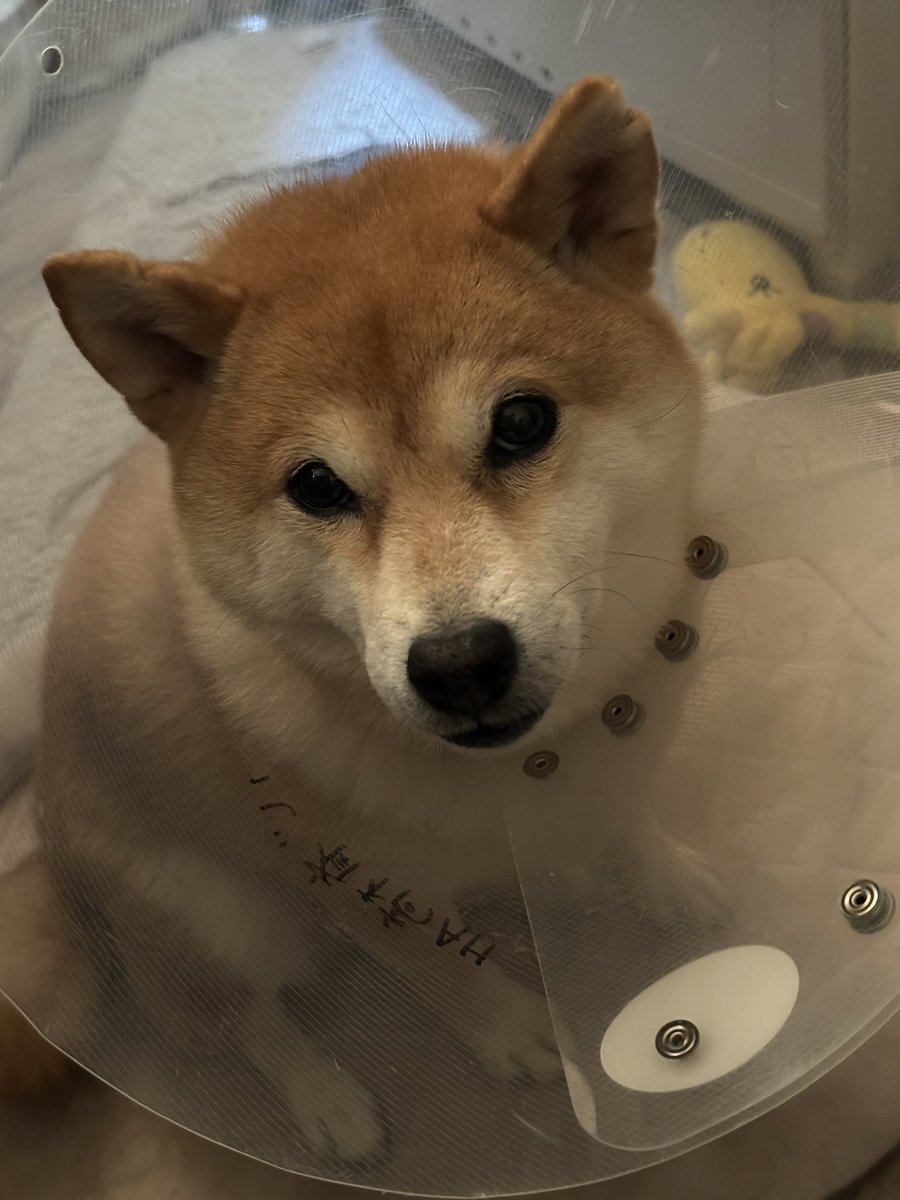 ワンコさん結構凹んではる…
肛門腺が爆発してもて
両方手術で取った

散歩もしばらく無しで自宅で安静にしとかなあかんねんて
可哀想やけどゴメンやで…