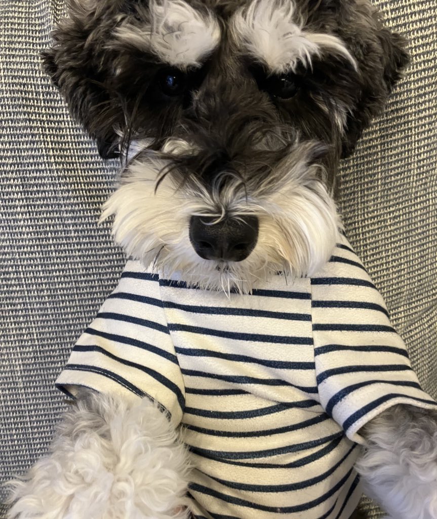 menchi_ms tweet media