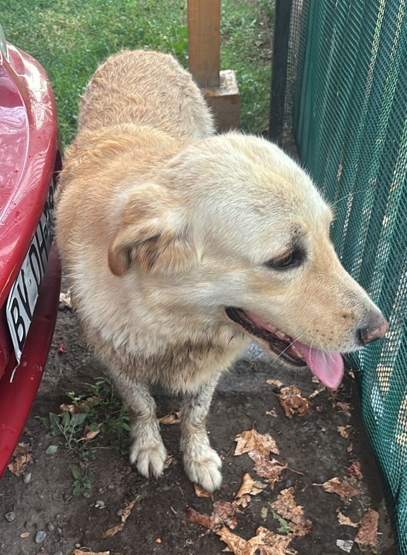 "Este perrito venía corriendo, aterrado por los truenos, por Vicuña Mackenna. Se metió a una casa y necesitan ubicar a sus dueños ya que no lo pueden retener por mucho tiempo. Si lo reconoces, comunícate al +56930916243." Favor RT por si su familia lo está buscando!
#Peñaflor