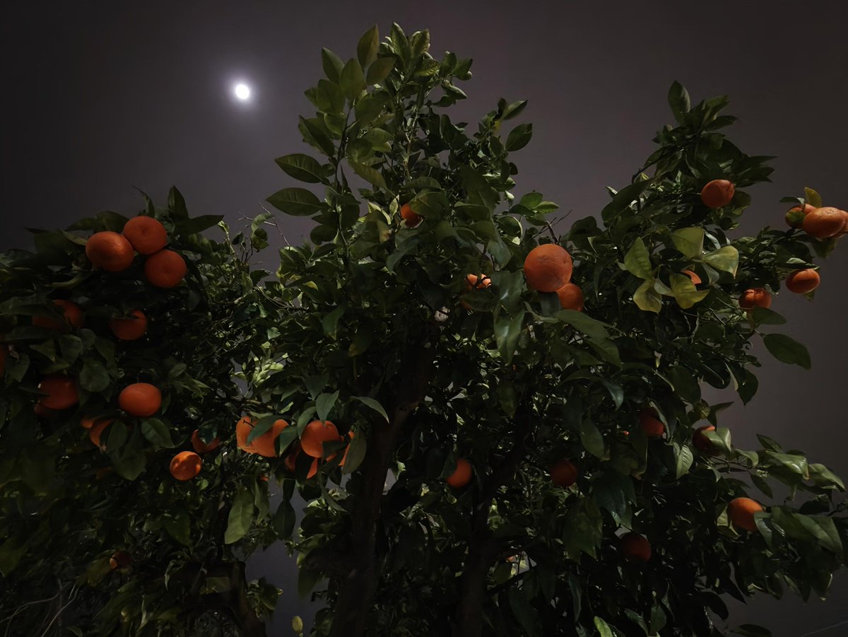 Alina DIMA tweet media