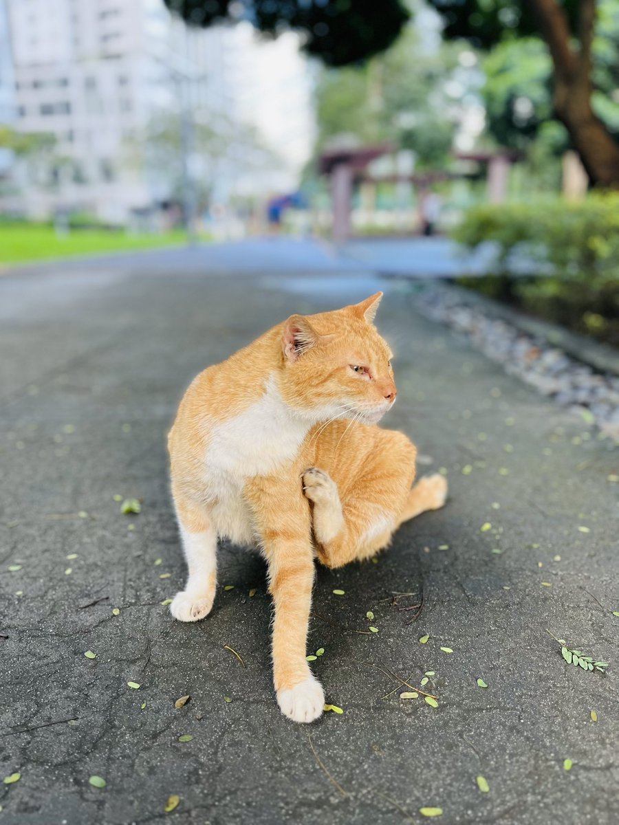 Meet Orenj of Terra 28th 😽 (syempre gawa-gawa ko lang name nya)