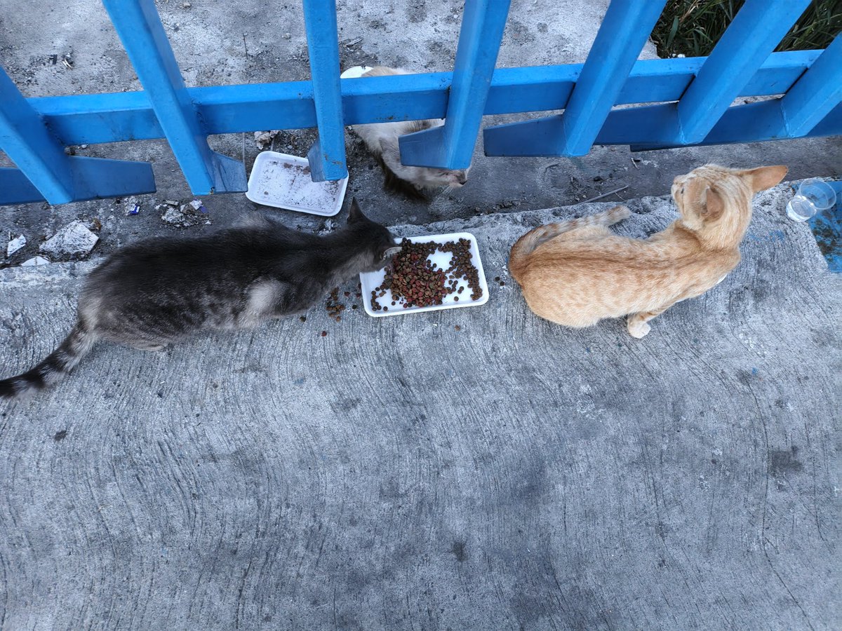 Josegatepedino's tweet photo. Miren q catirito más majo y simpático, el comparte con su amiga, al fondo se ve uno q llegó q no puede con su alma, pobrecito, hasta hoy me alcanzó la gatarina, pido de corazón a si sean 3$ para comprar detallada 15551236 04142562215 mercantil @Ulul4r @milagrodccg @PaulaVivas80 https://t.co/9B2u2KqRHt