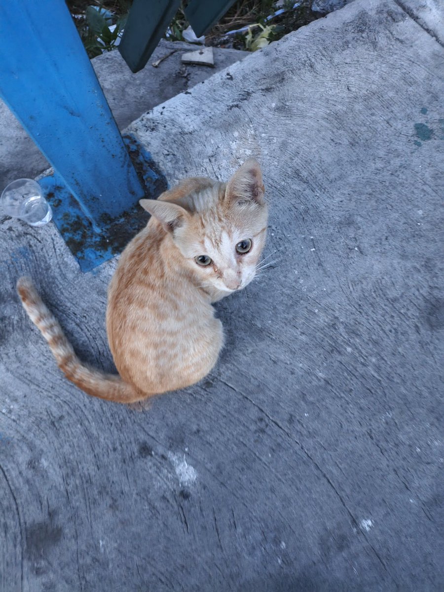 Josegatepedino's tweet photo. Miren q catirito más majo y simpático, el comparte con su amiga, al fondo se ve uno q llegó q no puede con su alma, pobrecito, hasta hoy me alcanzó la gatarina, pido de corazón a si sean 3$ para comprar detallada 15551236 04142562215 mercantil @Ulul4r @milagrodccg @PaulaVivas80 https://t.co/9B2u2KqRHt