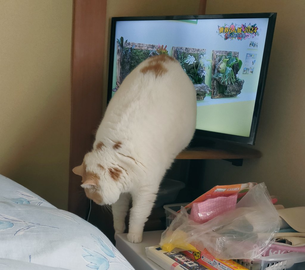 まさまさ(猫) (@nyanyanya0902) on Twitter photo 