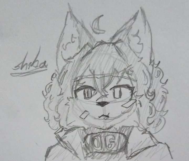 ꜱʜɪʙᴀ tweet media