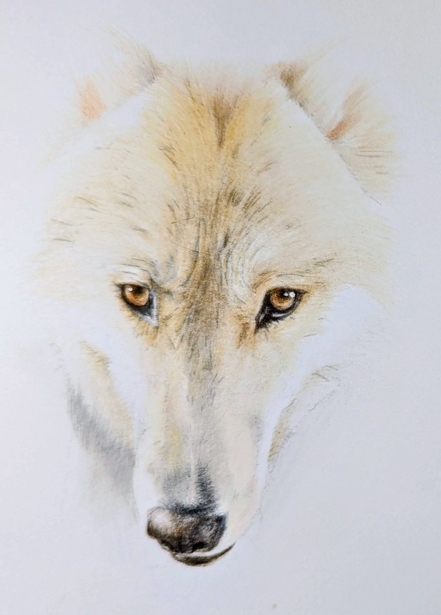 おはようございます😊
狼犬ちゃん。眼光鋭くシュッとしたマズルがかっちょいい😍
でもめちゃんこ優しい子なんですって🩷
#ぷち似顔絵
#色鉛筆画
#狼犬
#ペット肖像画

pet.easy-myshop.jp