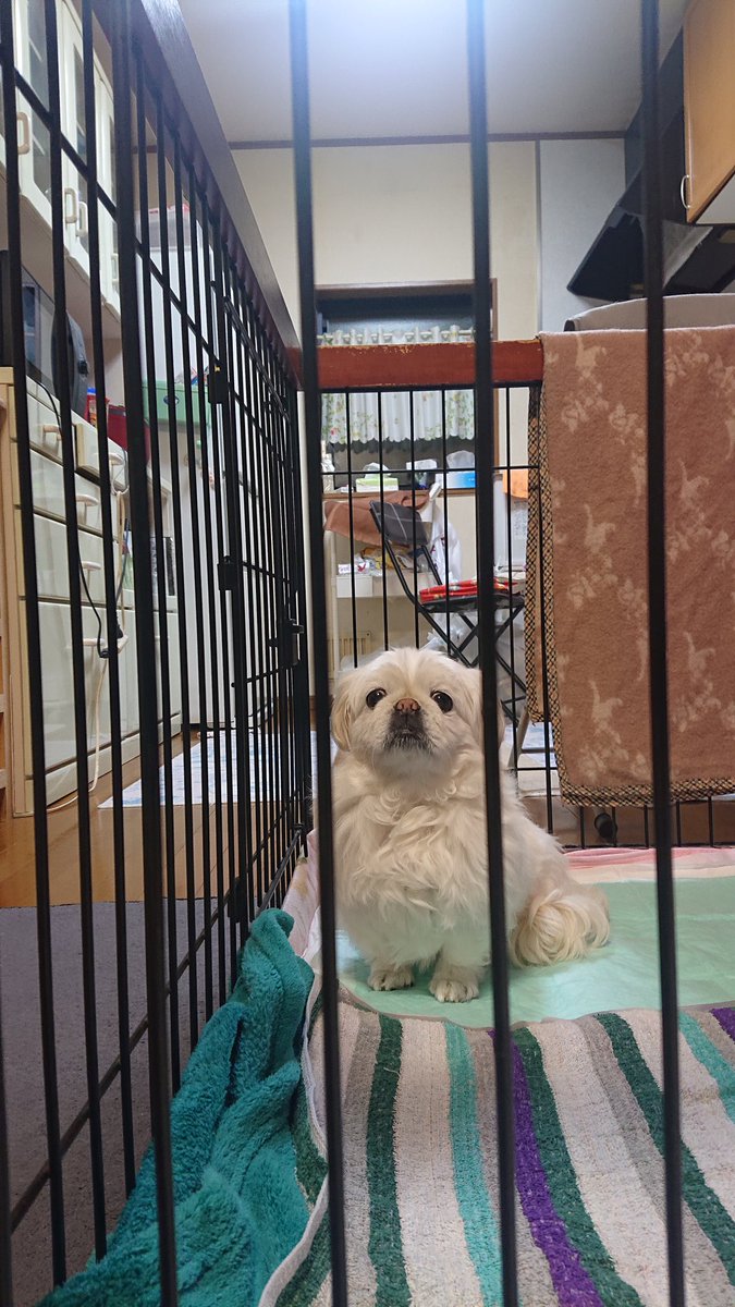 かおりん (@shiro0201_111) on Twitter photo 