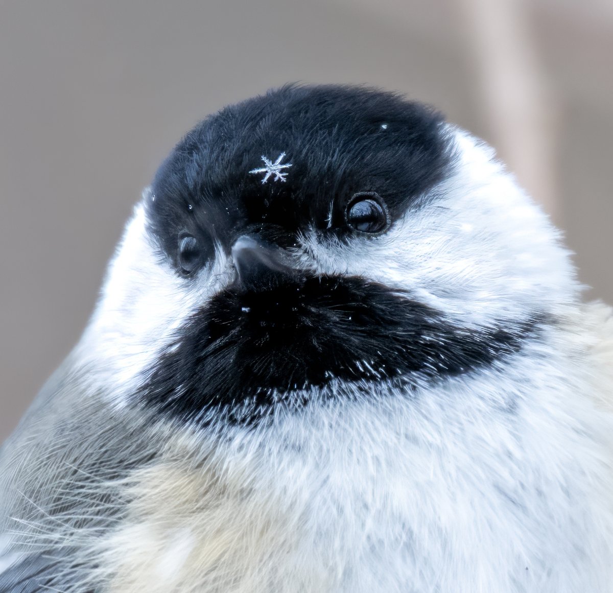 JocAPhotography's tweet image. A Black-capped Chickadee showcasing winter fashion by donning a snowflake accessory.