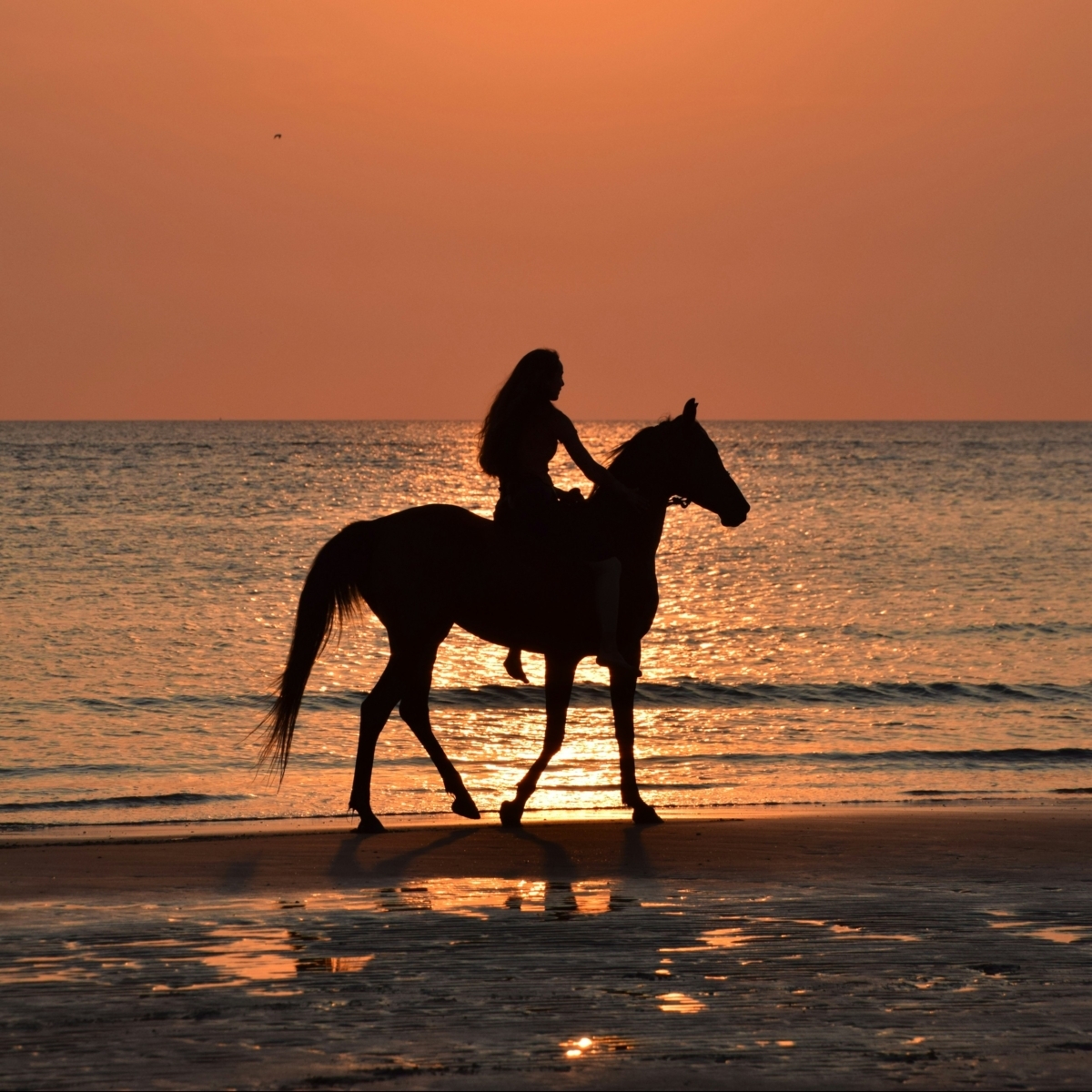 Looking for a one-of-a-kind experience during your stay with us in #PalmCoast? 🐴 Cross "ride horseback across a beautiful beach" off your bucket list with #Equestrian Adventures of Florida! What could be more picturesque?! 🖼️ Learn more here: bit.ly/4qmNCdn