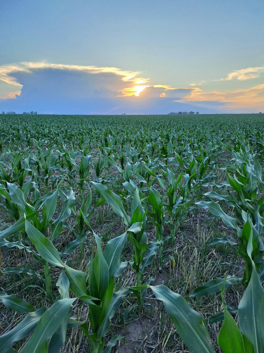 Avizorando una tormenta. 🤩🌽