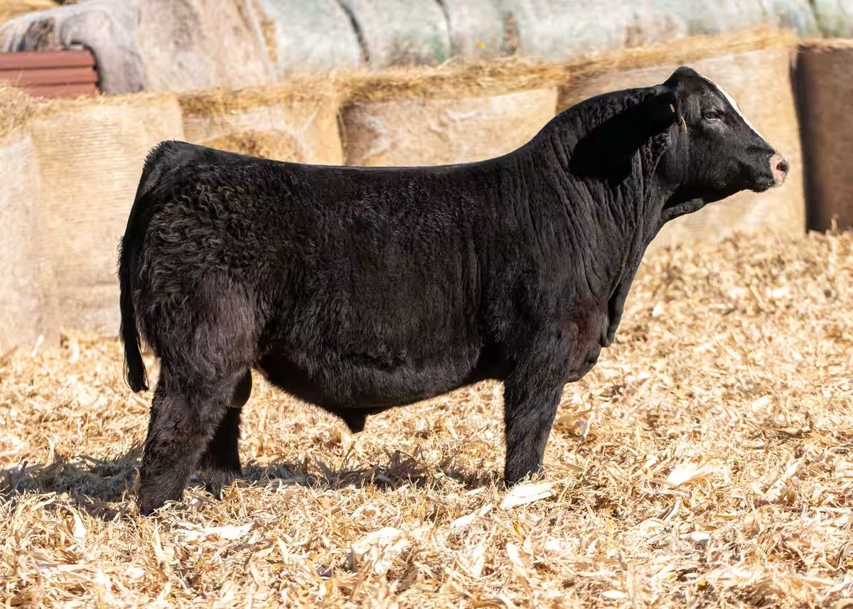 Scottgunz1's tweet photo. First baby born out of our 2025 high seller, Gonsior Tradesman.  

Tradesman is owned with Shoal Creek Land &amp; Cattle.

Beauty of a baldy heifer calf.

@vest_5V 

#Simmental https://t.co/b4lo5hdoCY