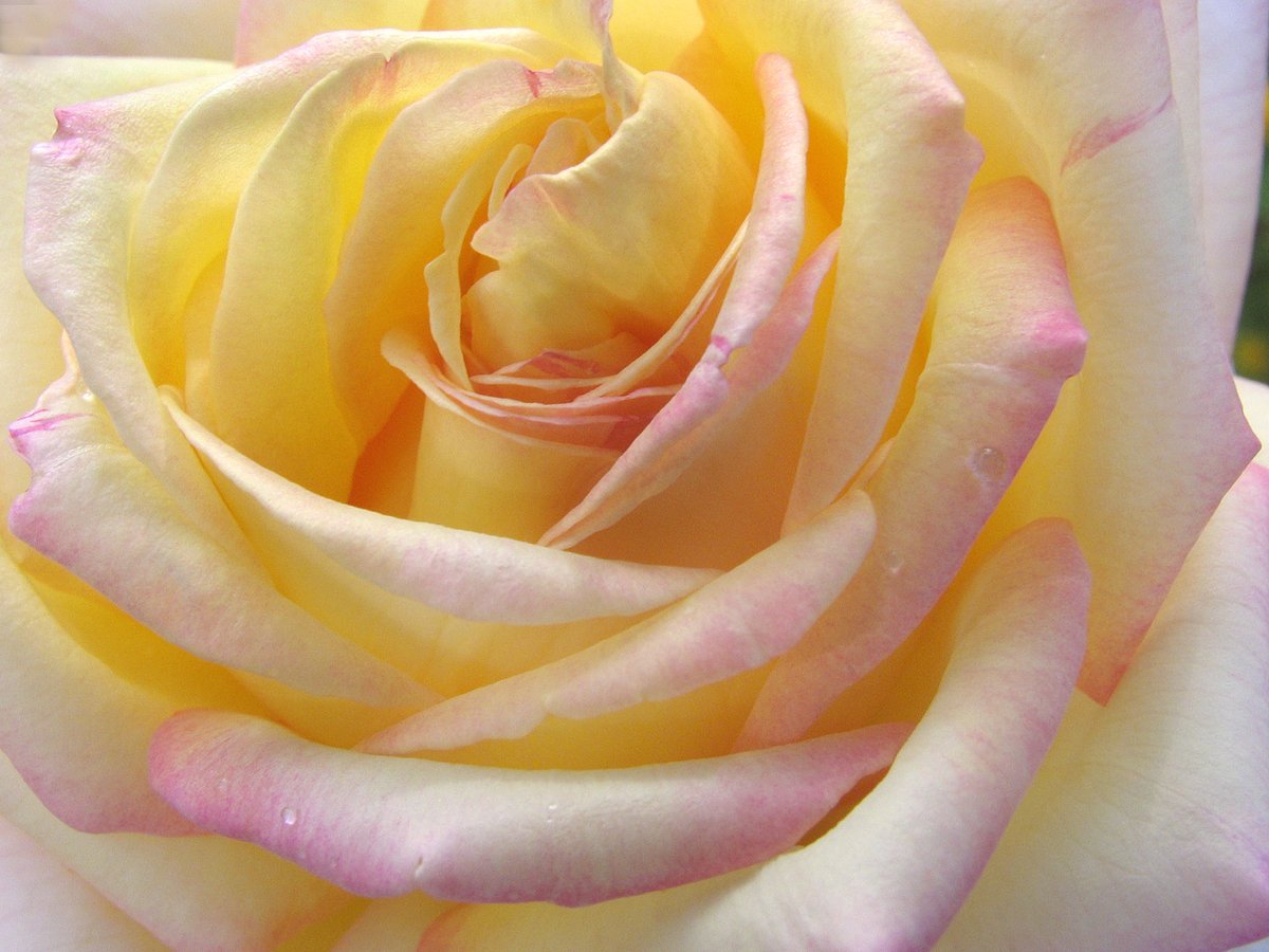 ktanimara's tweet photo. #GardenRoses #AustralianSummer #Macro #FlowerPhotography
''Peace Rose''
https://t.co/6ND8jwAwla
Photo Β© John at Flickr, Australia
#GardeningTwitter #GardeningX https://t.co/7cOqzcjXmD