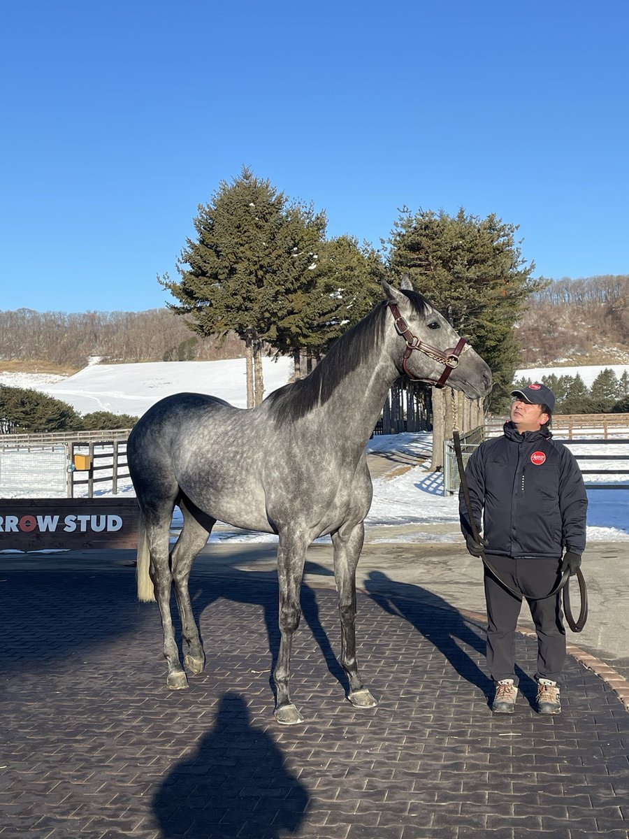 ミスティックロアがアロースタッドへ🐴
本日無事到着いたしました。
父アロゲート甥コントレイル
母は米2歳牝チャンピオン
豪華・貴重な血統となります！！
貴重な血統を是非配合ご検討よろしくお願いいたします。
受胎条件20万となります。
#新種牡馬
#アロースタッド
#ミスティックロア