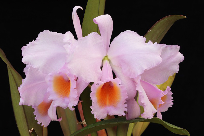 NK】 (@nknk81191345) / Posts / X