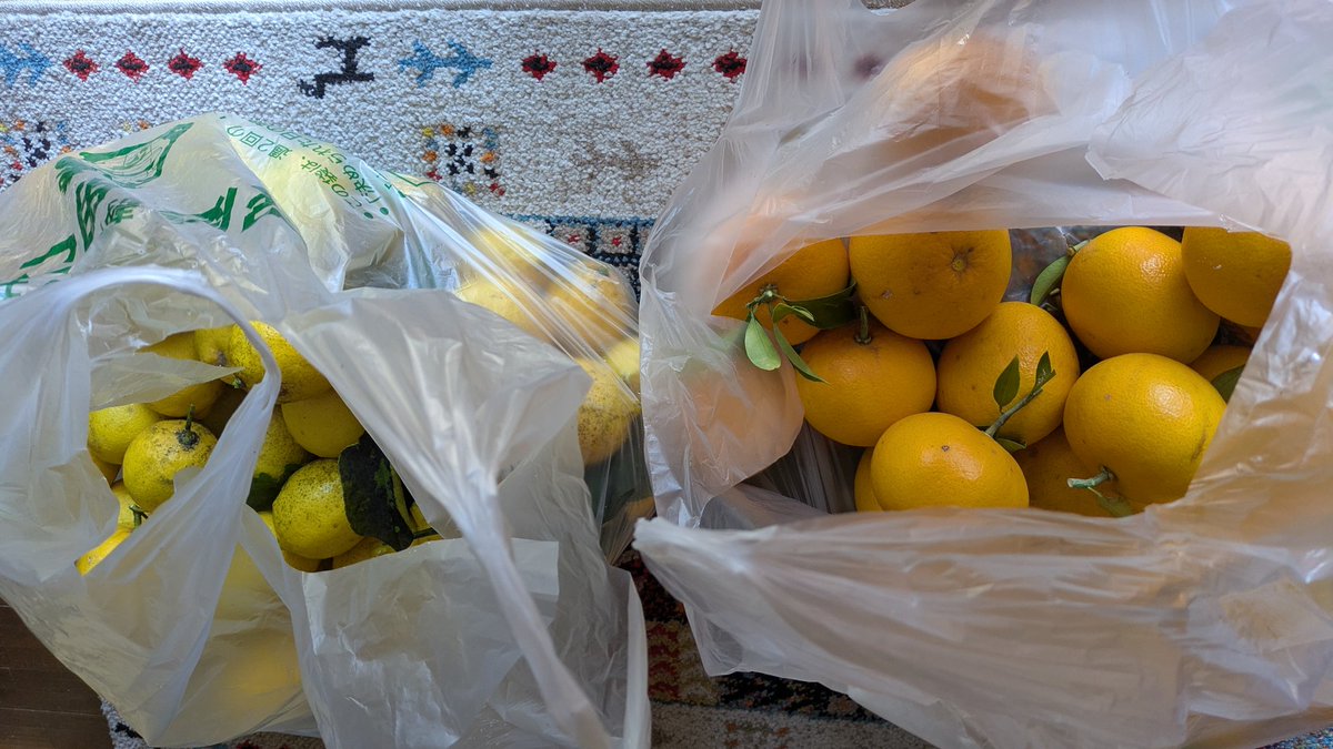 旦那実家で恒例の甘夏、レモン狩り！